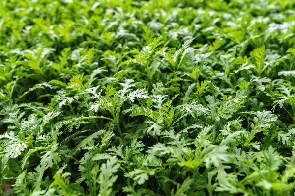 大叶茼蒿的种植方法，应选择肥沃疏松的砂壤土
