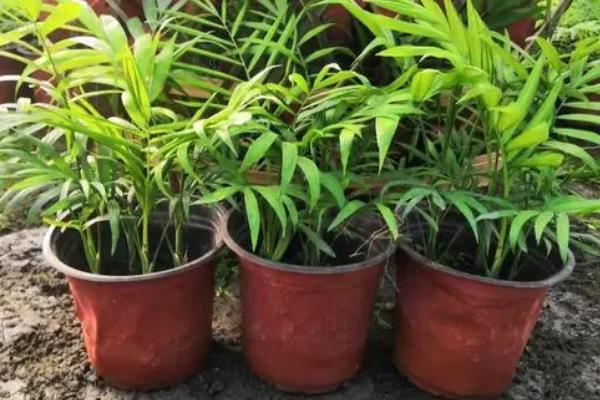 袖珍椰子的施肥技巧，修剪后增加含氮量较高的无机化肥