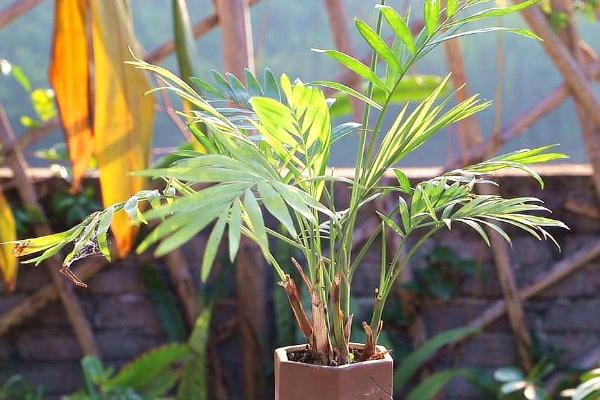袖珍椰子的施肥技巧，修剪后增加含氮量较高的无机化肥