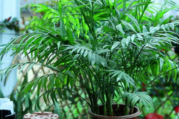袖珍椰子的施肥技巧，修剪后增加含氮量较高的无机化肥