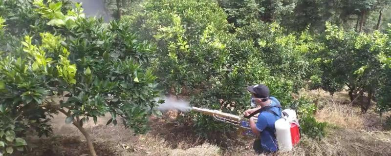 氧乐果有什么作用