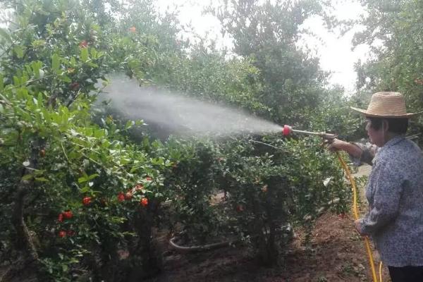 氧乐果有什么作用，可防治刺式口器害虫
