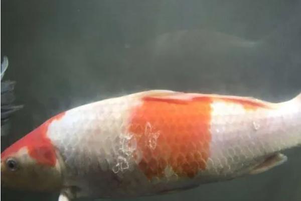 鱼身上长白斑如何防治，首先要停止喂食