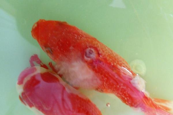 鱼身上长白斑如何防治，首先要停止喂食