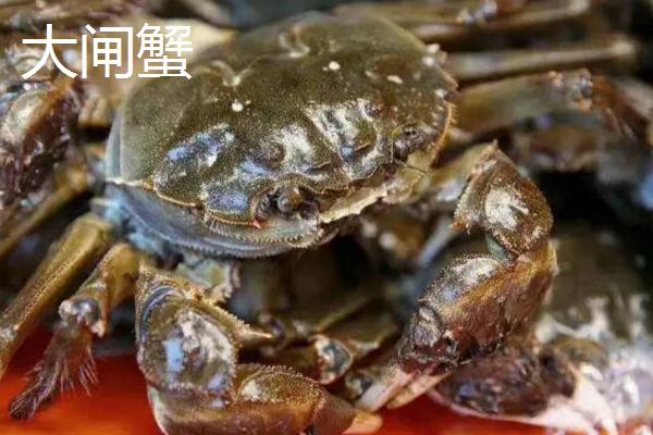 为什么螃蟹腿会自行折断，原因是具有自切习性