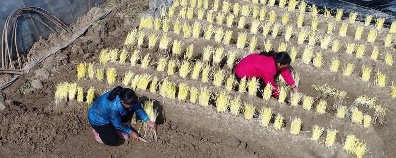韭黄喜阳还是喜阴