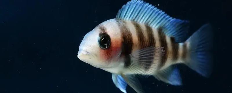 三湖慈鲷是不是热带鱼