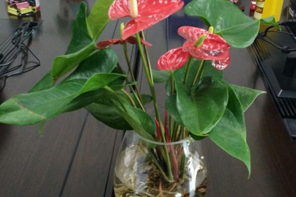 红掌灰霉病怎么防治，剪除病部后可套袋养护