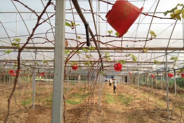 怎么在楼顶种葡萄，墙边可修建栽种池