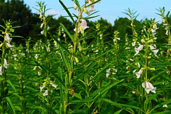 芝麻追肥时期，苗期和现蕾期均可施肥