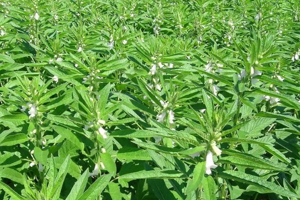 芝麻追肥时期，苗期和现蕾期均可施肥