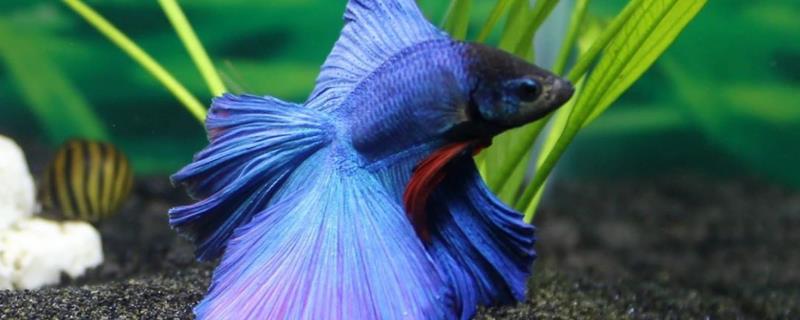 给斗鱼打氧会死亡吗