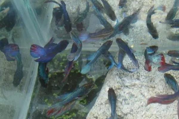 给斗鱼打氧会死亡吗，一般不会危及到生命安全