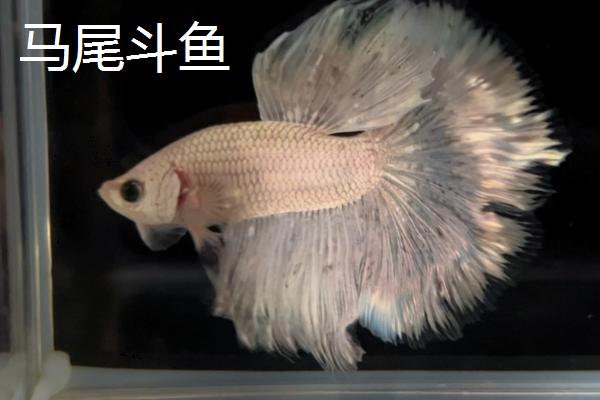 泰国斗鱼是不是冷水鱼，饲养时不能使用冷水