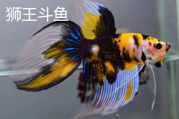 泰国斗鱼是不是冷水鱼，饲养时不能使用冷水