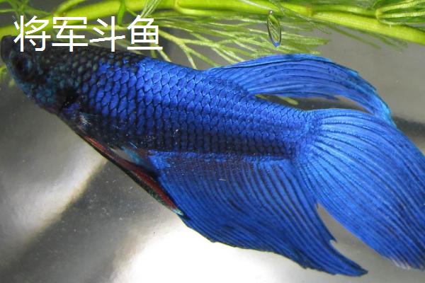 泰国斗鱼是不是冷水鱼，饲养时不能使用冷水