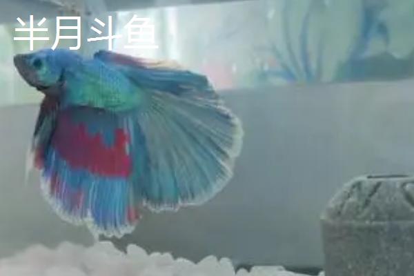 泰国斗鱼是不是冷水鱼，饲养时不能使用冷水