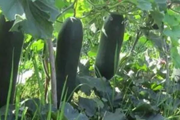 黑皮冬瓜的培育方法，应施足基肥