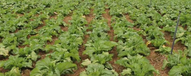 儿菜施肥间隔
