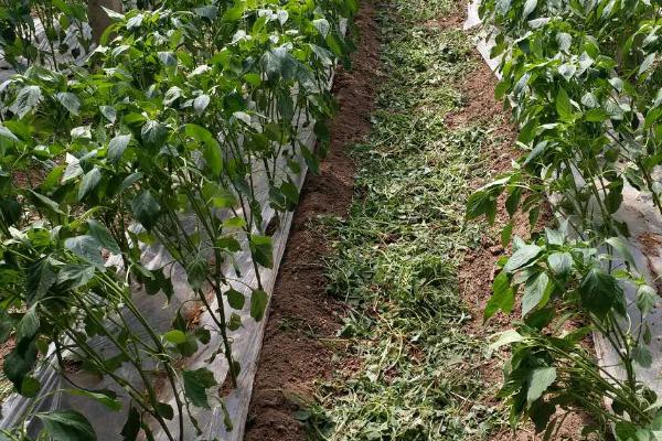 辣椒的适宜种植深度，种子应位于地下3-5厘米
