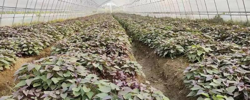 紫薯怎么育苗