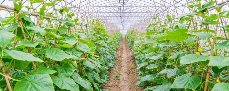 大棚果菜通风不当怎么办
