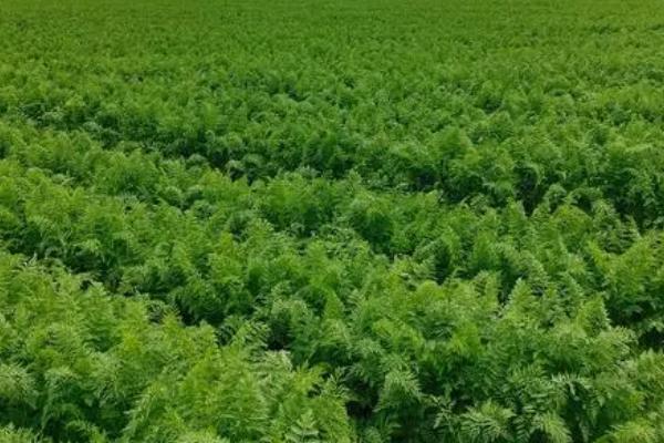 胡萝卜适种时间，每年7月份即可种植