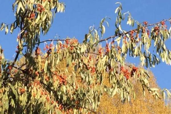 沙枣防虫方法，虫害严重时可剪除受害枝条