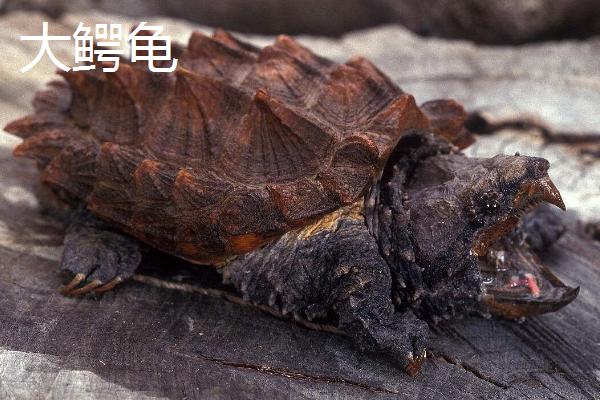 鳄龟可以长到什么程度，实际体重与品种有关