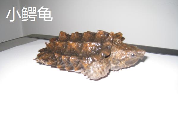 鳄龟可以长到什么程度，实际体重与品种有关