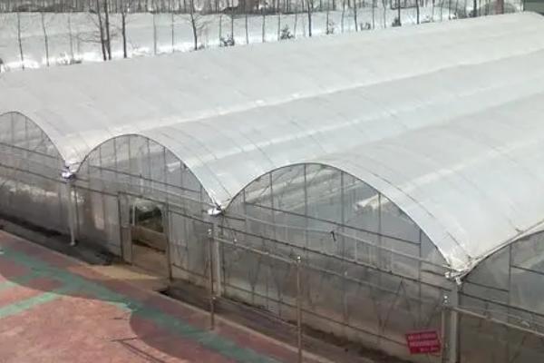 温室大棚的覆膜方法，至少需要20人参与