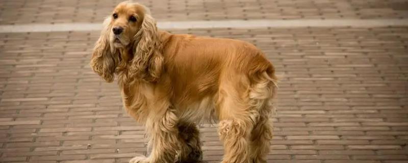 如何训练可卡犬去捡球