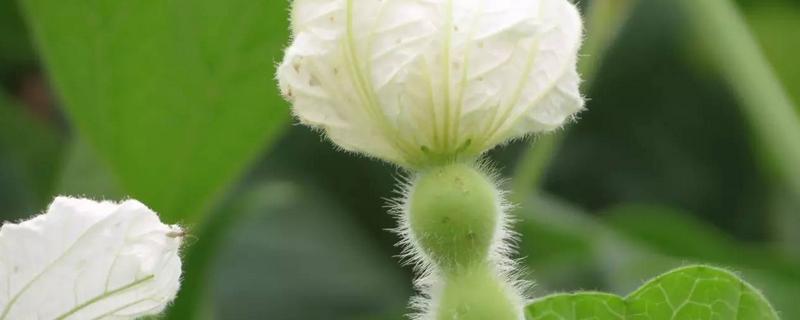 葫芦几月开花