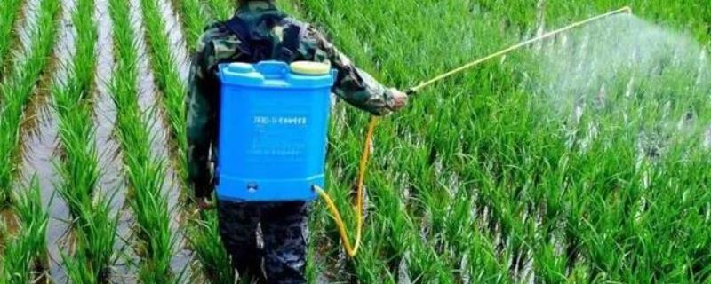 氰氟草酯是什么