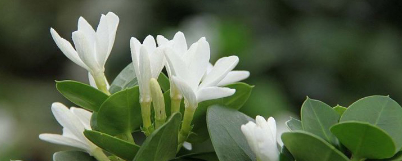 铁茉莉几月开花