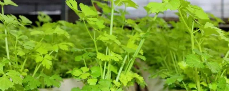 芹菜无土栽培技术
