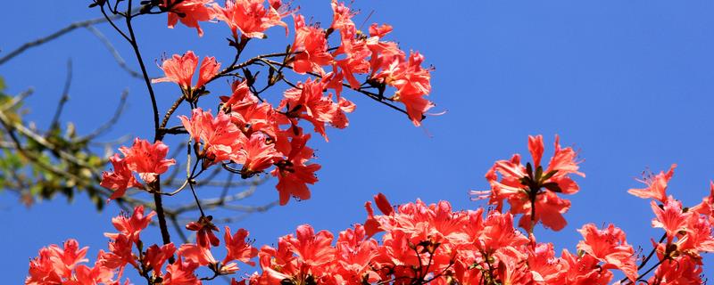 杜鹃花叶枯病的防治方法