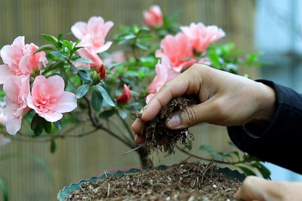 杜鹃花叶枯病的防治方法，及时病残落叶