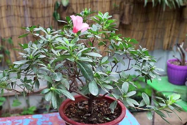 杜鹃花叶枯病的防治方法，及时病残落叶