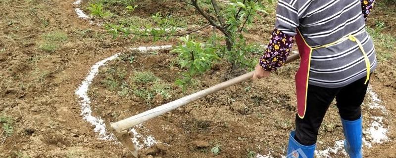 怎么施用氨基酸肥料效果好