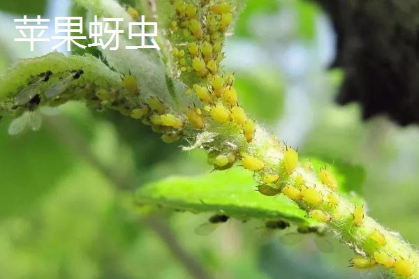 啶虫脒的防治对象，主要用来防治各类蚜虫