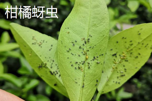 啶虫脒的防治对象，主要用来防治各类蚜虫
