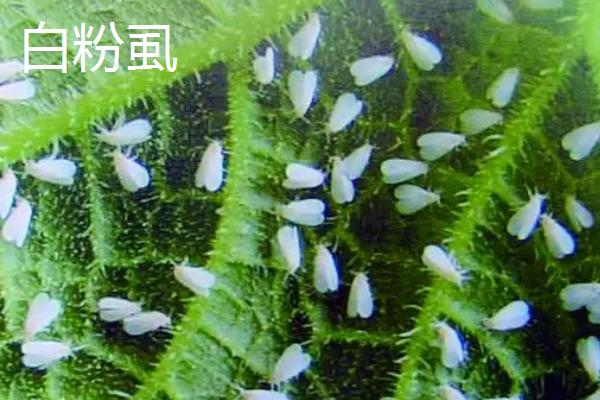 啶虫脒的防治对象，主要用来防治各类蚜虫