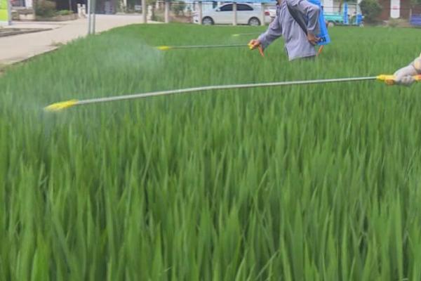水稻秧苗发白如何防治，需根据缺素症状补充肥料