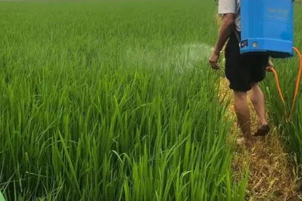 水稻秧苗发白如何防治，需根据缺素症状补充肥料