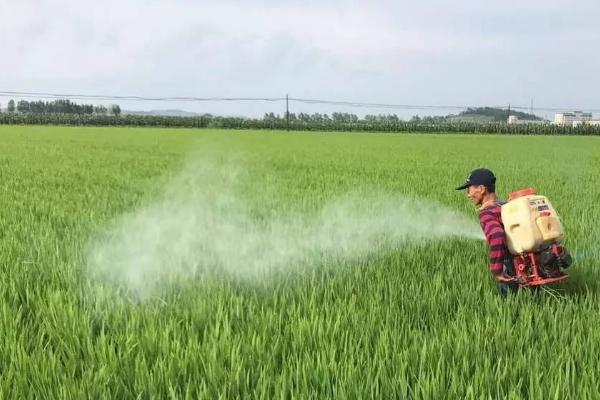 水稻秧苗发白如何防治，需根据缺素症状补充肥料