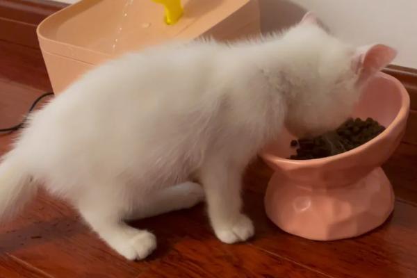 养猫能不能在房间内抽烟，烟味会刺激猫咪并且容易引发疾病