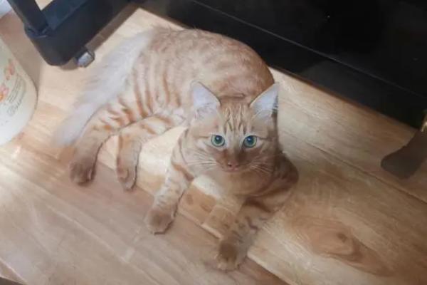 养猫能不能在房间内抽烟，烟味会刺激猫咪并且容易引发疾病