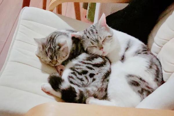 养猫能不能在房间内抽烟，烟味会刺激猫咪并且容易引发疾病