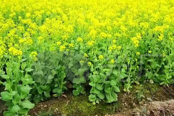 油菜春天怎么管理，立春后要根据田间长势追施肥料